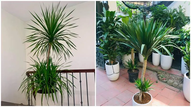 Tổng quan về cây Phát Tài Núi, loài cây thân gỗ với tán lá xanh mướt