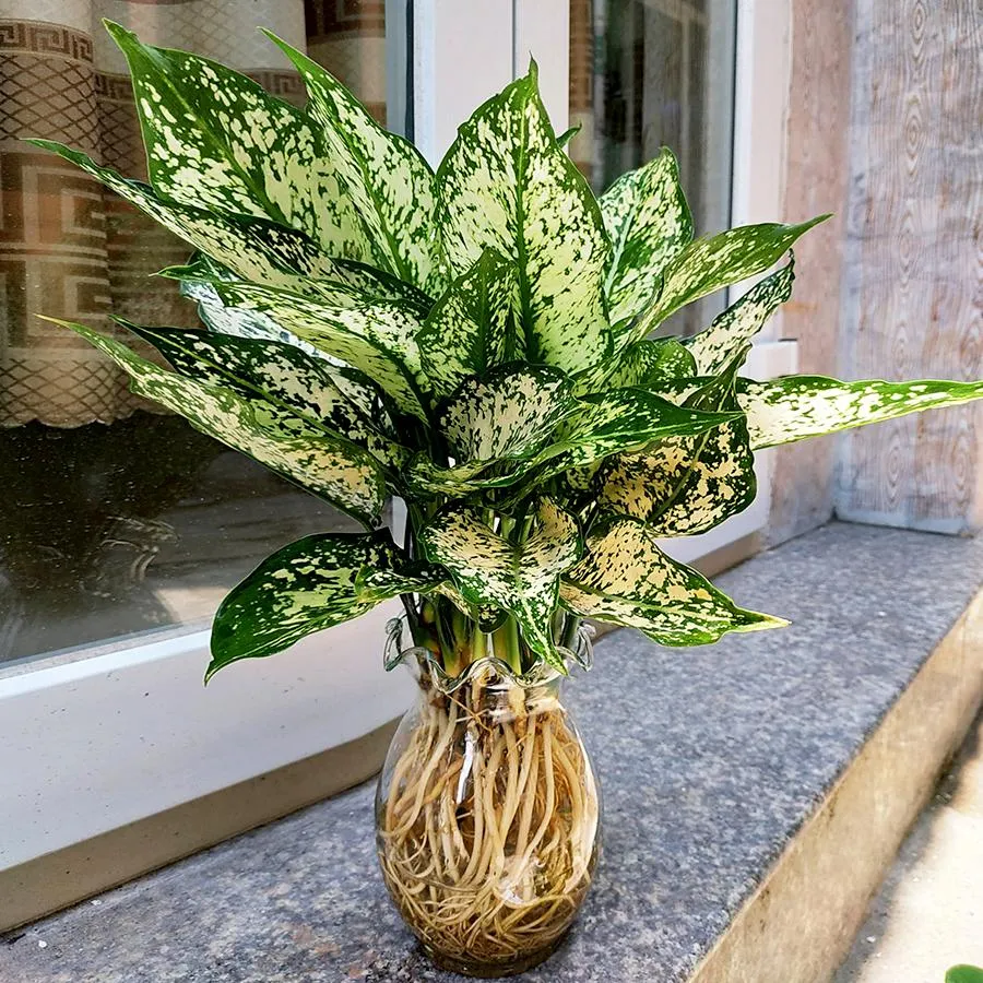 Cây ngọc ngân trồng trong bình thủy sinh