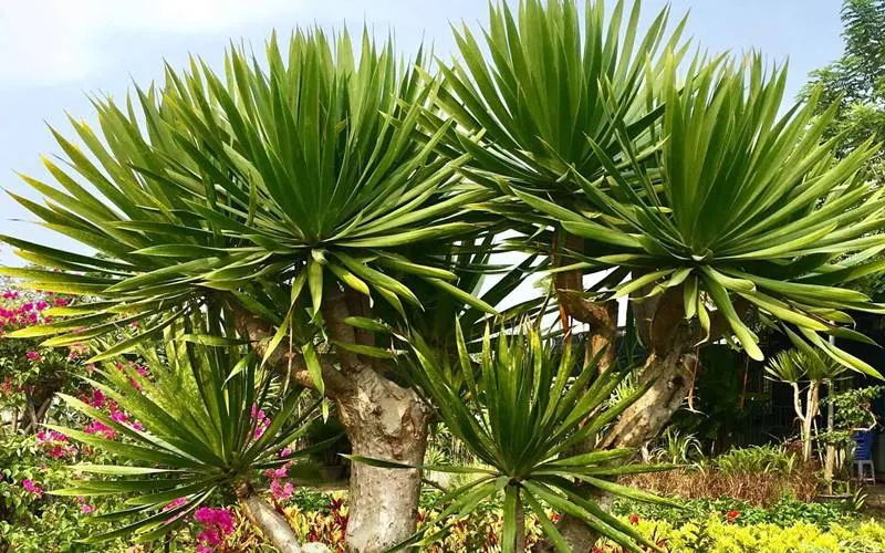 Hướng dẫn trồng và chăm sóc cây Phát Tài Núi để luôn xanh tốt