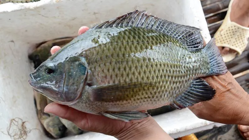 Mô tả lượng calo đáng ngạc nhiên trong 100g cá rô phi