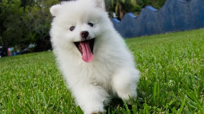 Tuổi Tuất là tuổi con chó