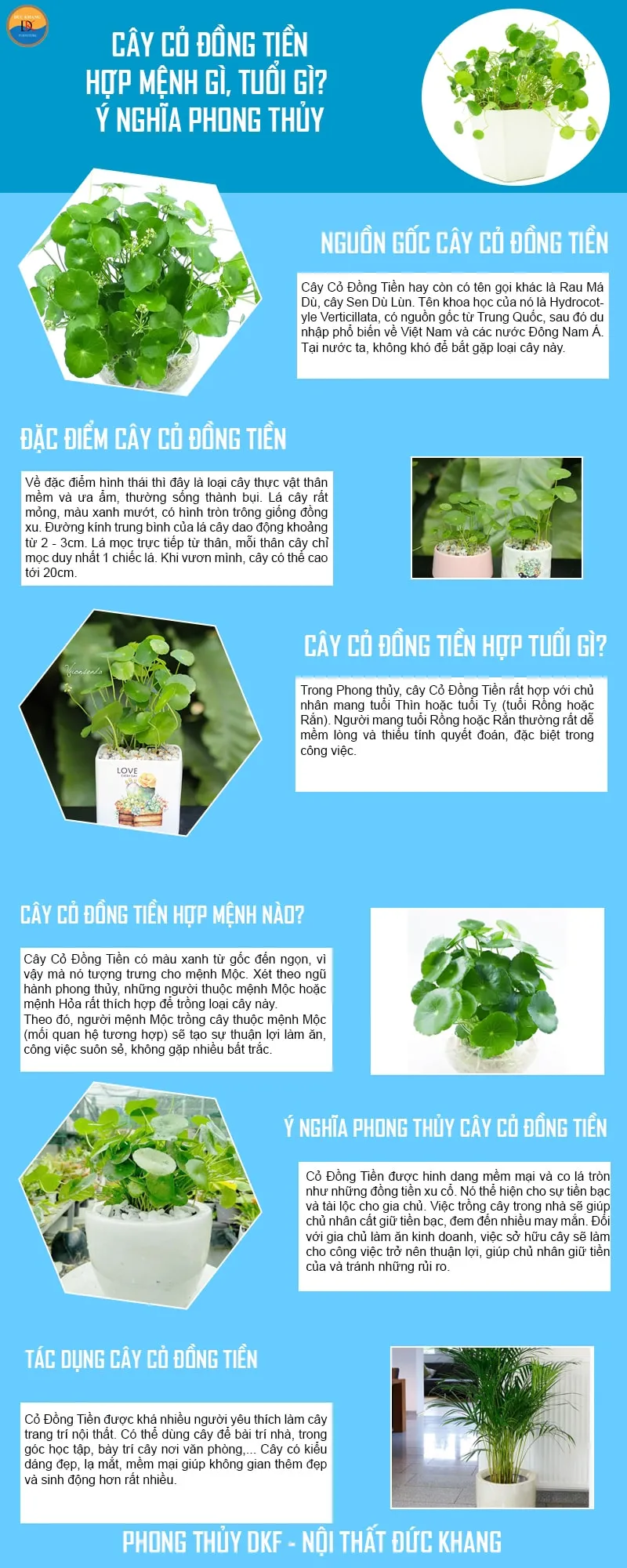 Infographic tổng hợp những lưu ý khi trồng cây phong thủy