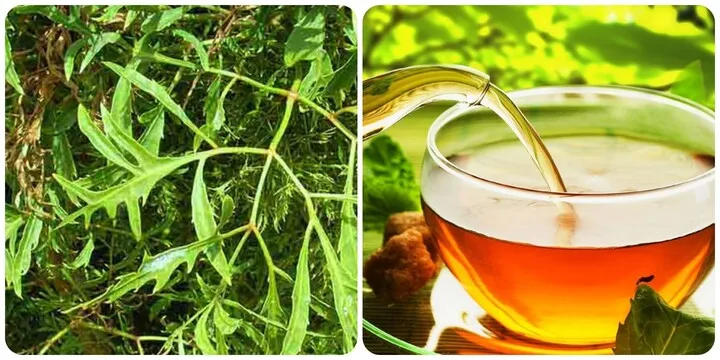 Lá đinh lăng xanh tươi và củ đinh lăng, vị thuốc quý trong Đông y