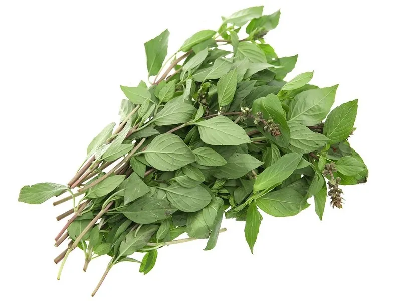 Rau húng quế tươi xanh - thực phẩm quen thuộc trong món ăn Việt