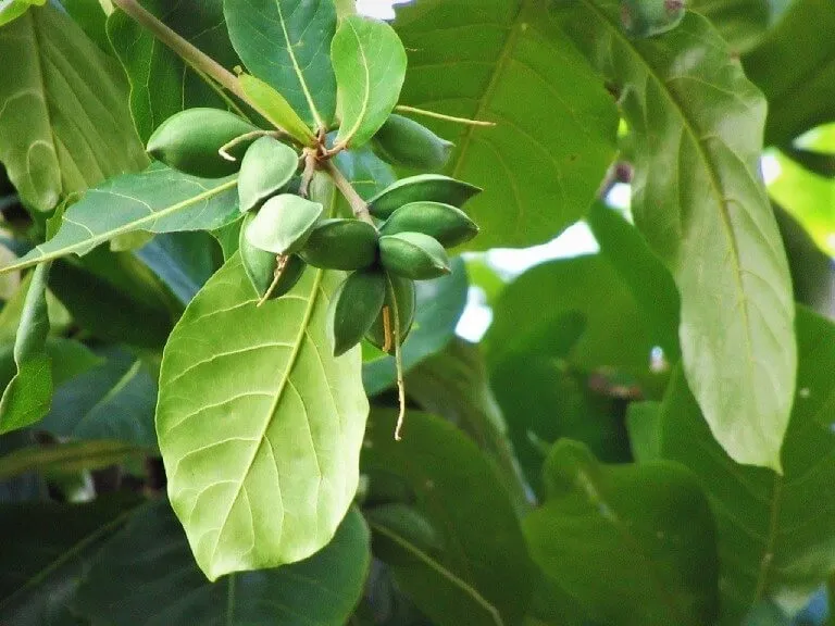 Lá bàng có nhiều công dụng cho sức khoẻ.