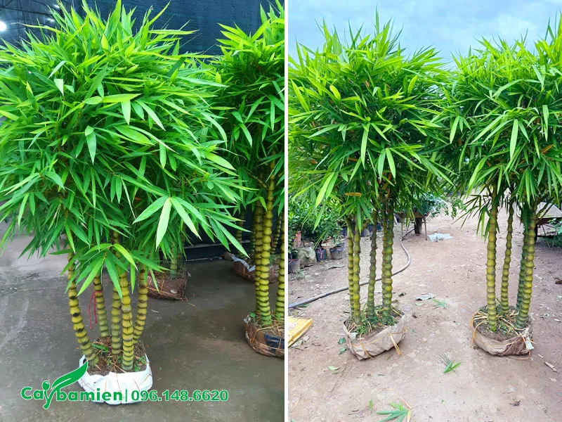 Tán lá tròn đẹp của những cây Trúc Quan Âm lâu năm
