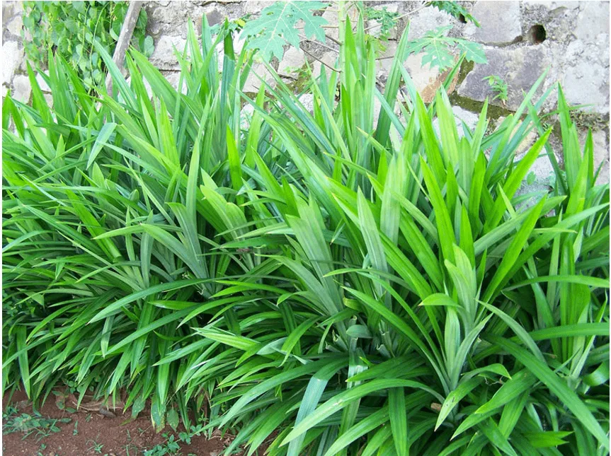 Cây lá dứa thơm xanh mướt trên ruộng đồng