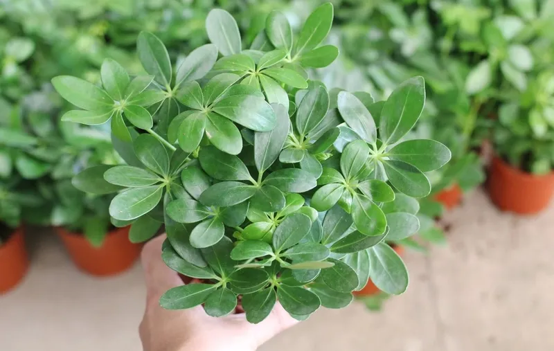 Cây ngũ gia bì được trồng làm cảnh và có nhiều tác dụng chữa bệnh