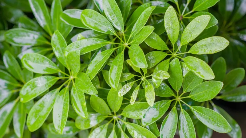 Chuyên gia khẳng định lá cây ngũ gia bì có thể ăn được, không gây nguy hiểm