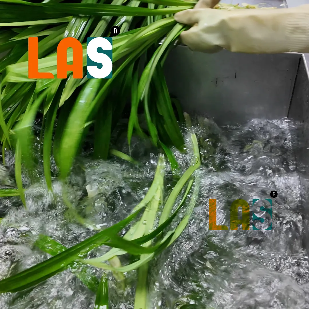 Quy trình làm sạch lá dứa thủ công trước khi chế biến
