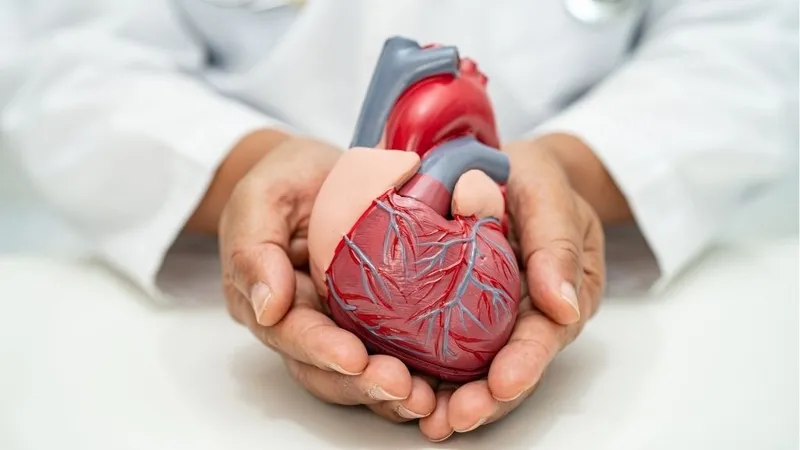 Lá mắc mật xanh tươi, tốt cho hệ tim mạch