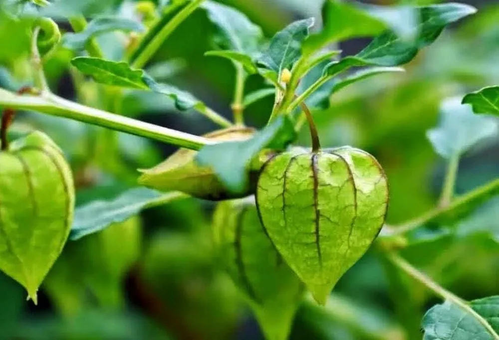 Cây tầm bóp mọc dại ở nhiều nơi nhưng mang lại giá trị sức khỏe to lớn