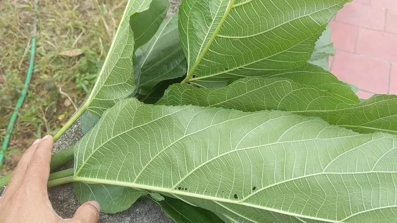 Nước lá ngái nấu uống giúp thanh lọc cơ thể và hỗ trợ tiêu hóa, là một phương pháp an toàn và không gây tác dụng phụ.