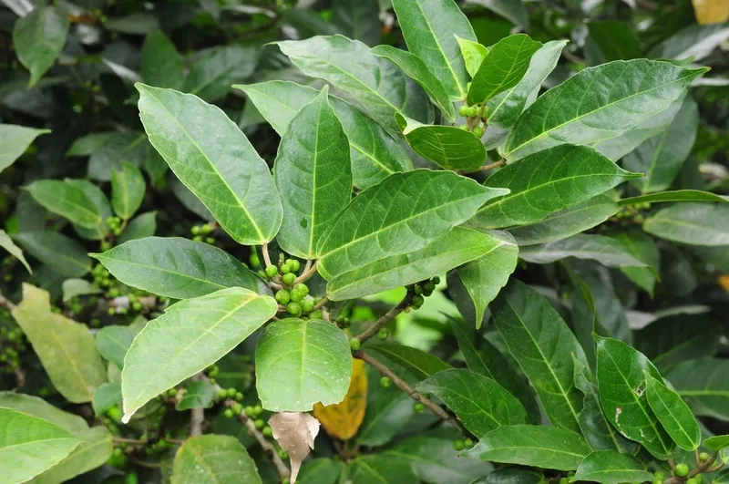 Để tăng cường hiệu quả điều trị bệnh trĩ, bạn có thể kết hợp lá ngái với lá diếp cá hoặc ngải cứu để đắp trực tiếp lên vùng bị ảnh hưởng.
