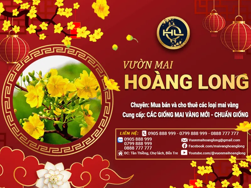 Vườn Mai Hoàng Long - Địa chỉ mua mai vàng hợp phong thủy uy tín