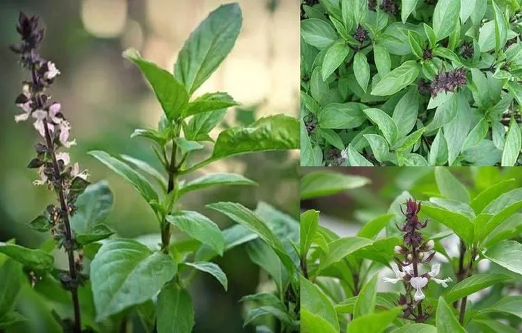 Tác dụng của cây húng quế sẽ phát huy khi khai thác công dụng đúng cách