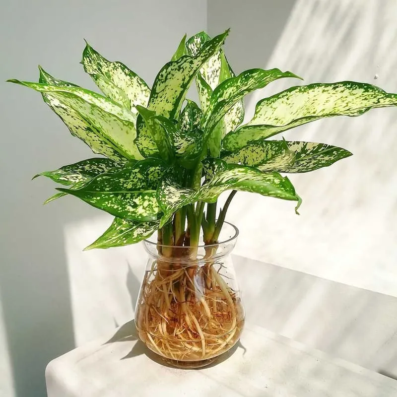 Người mệnh Kim trồng cây Ngọc Ngân đem lại nhiều điều tốt