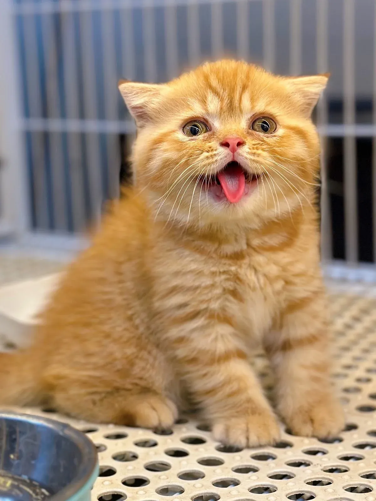 Mèo vàng được cho là may mắn