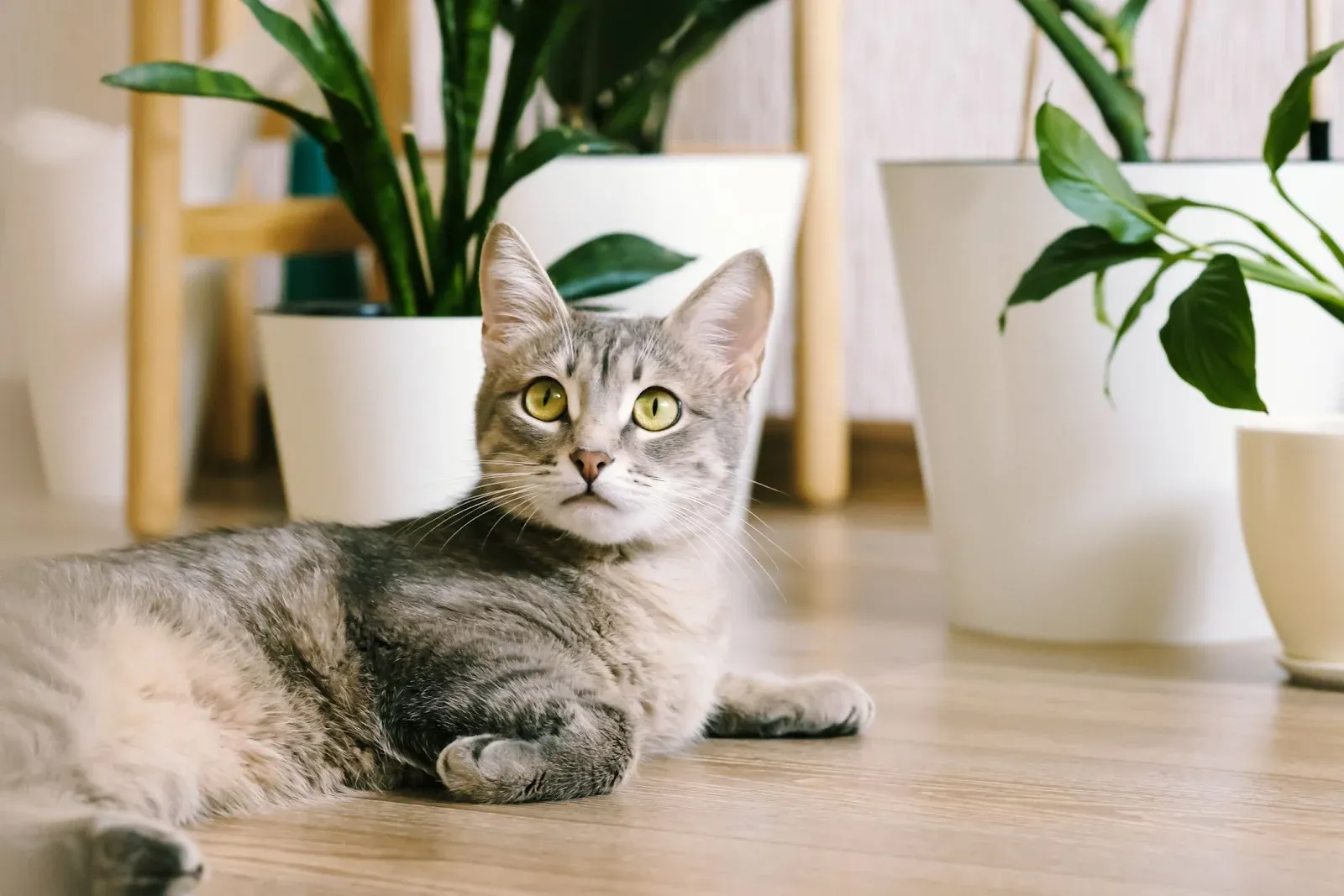 Có thể xem điềm báo dựa trên thời điểm mèo vào nhà