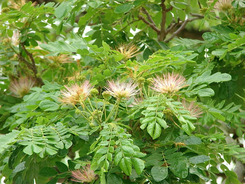Lá cây me tây xanh tươi