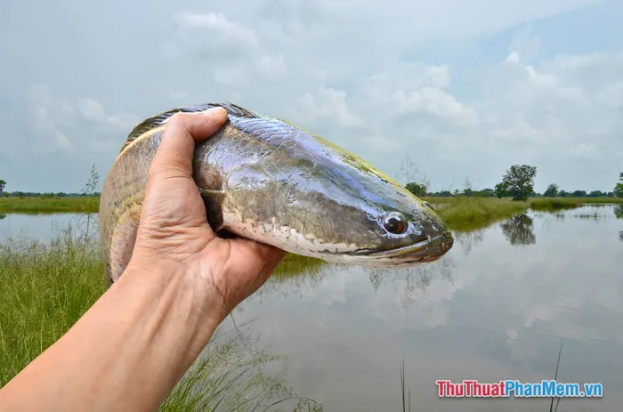 Một người đàn ông bắt cá rô đồng trong ruộng nước