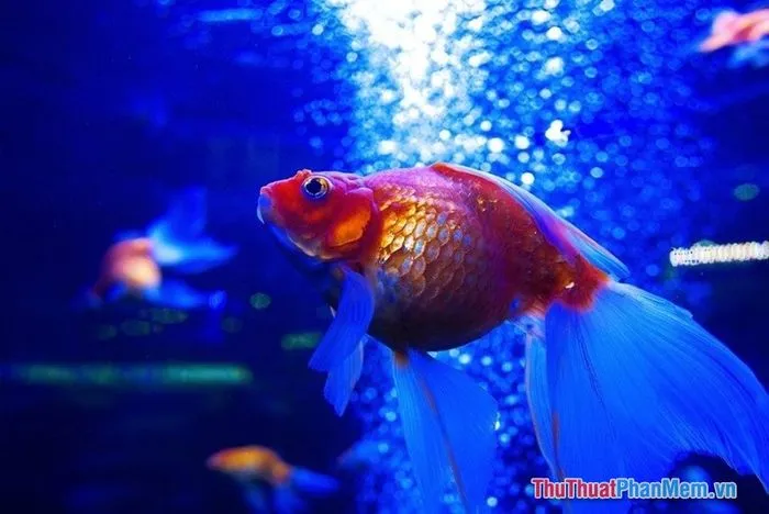 Đôi cá vàng bơi lội trong bể cá cảnh