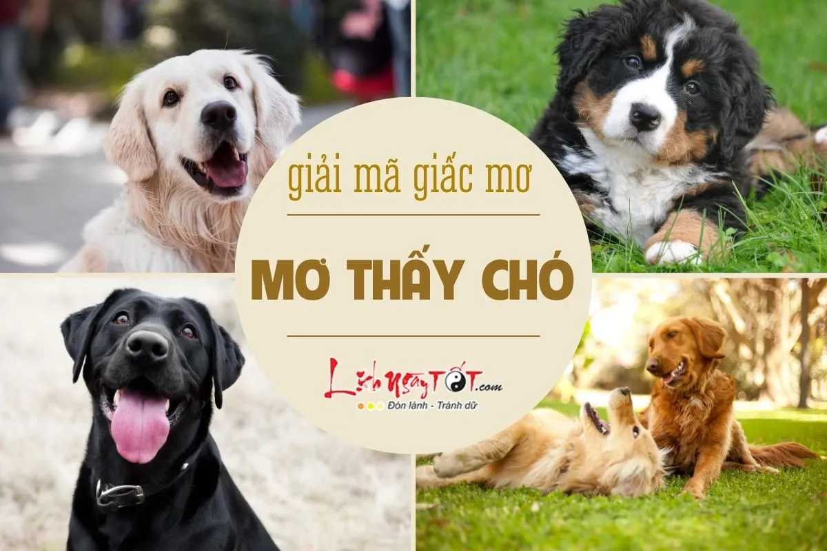 Hình ảnh một người phụ nữ đang mơ và có hình bóng chú chó xuất hiện trong giấc ngủ