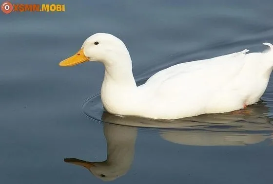 Chiêm bao thấy con vịt có ý nghĩa dự báo điều gì?