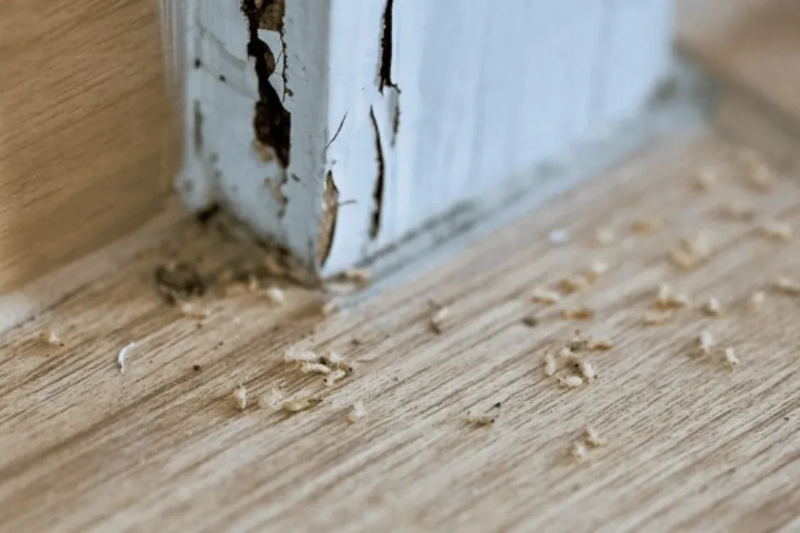 Nắm được nguyên nhân mối vào nhà sẽ giúp gia chủ dễ dàng tìm phương án xử lý phù hợp