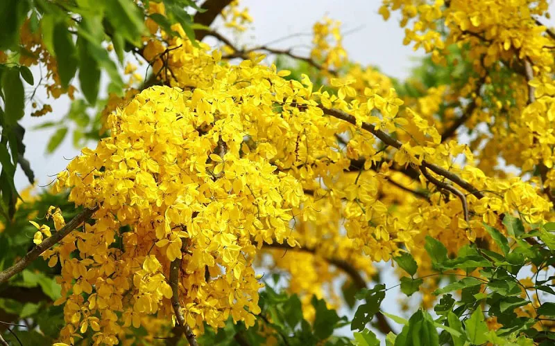 Cây Muồng Hoàng Yến với những chùm hoa vàng rực rỡ và lá xanh tươi tắn, tô điểm cho cảnh quan đô thị