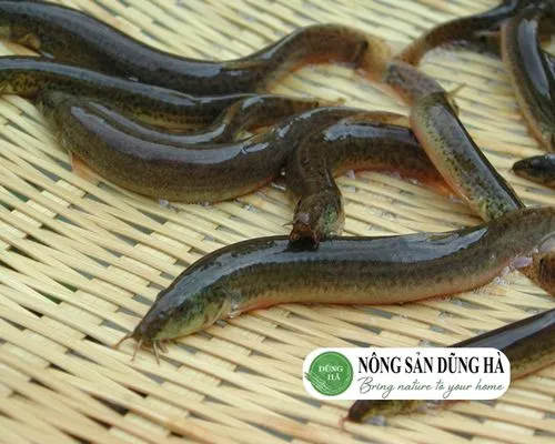 Mướp hương kỵ cá chạch
