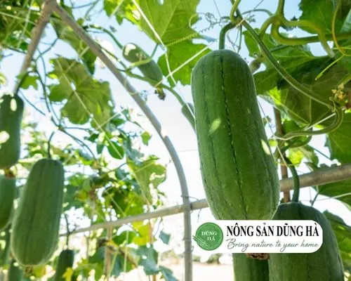 Mướp hương kỵ người có hệ tiêu hóa kém