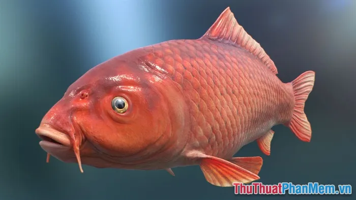Cá chép hồng bơi giữa những bông hoa sen nở rộ trên mặt nước