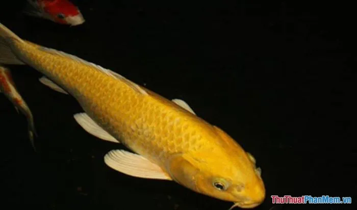 Cá chép vàng đang bơi lội trong làn nước trong xanh
