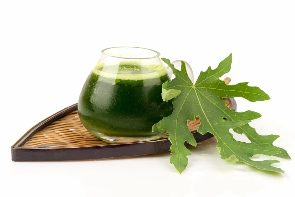 Ngộ độc lá đu đủ