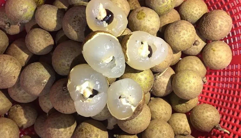 Những quả nhãn tươi ngon trên cành