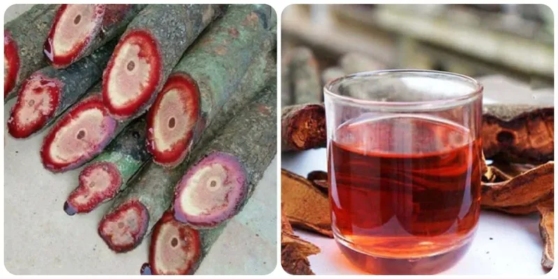 Thân cây cỏ máu khi bị cắt đôi, nhựa đỏ như máu