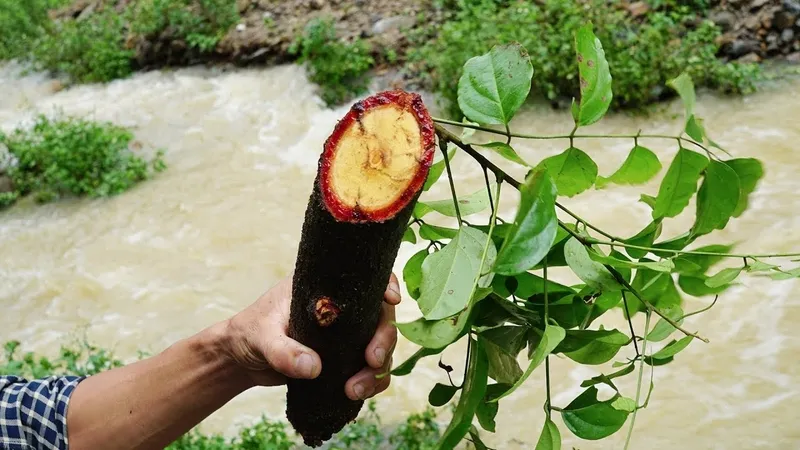 Phụ nữ có thai và trẻ em không nên sử dụng cây cỏ máu