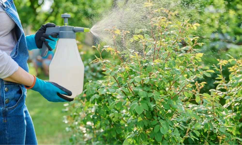Bà con có thể bón phân Kali bằng cách phun trực tiếp lên lá cây
