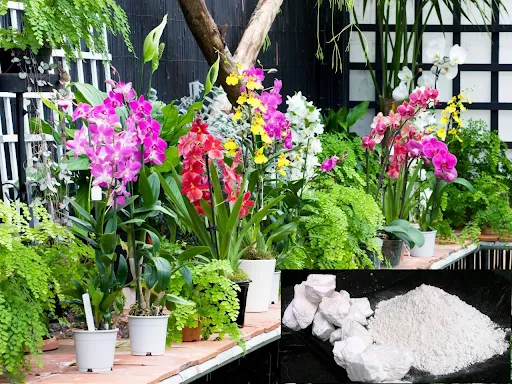 Rắc vôi bột vào gốc cây hoa lan để phòng trừ nấm bệnh và cung cấp dưỡng chất thiết yếu