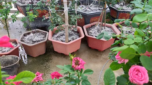 Cây non phát triển xanh tốt, khỏe mạnh trên nền đất đã được xử lý bằng vôi bột