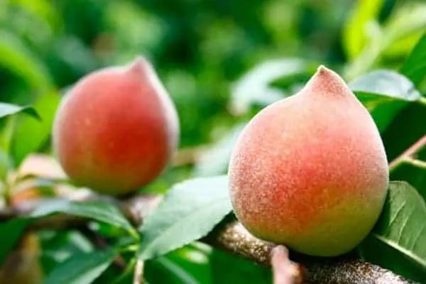 Những quả đào chín mọng, tươi ngon trên cành