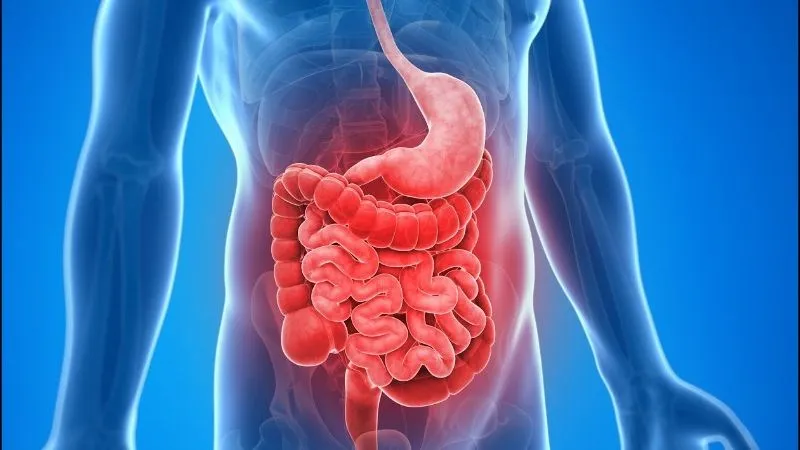 Lê ki ma giúp hệ tiêu hóa khỏe mạnh