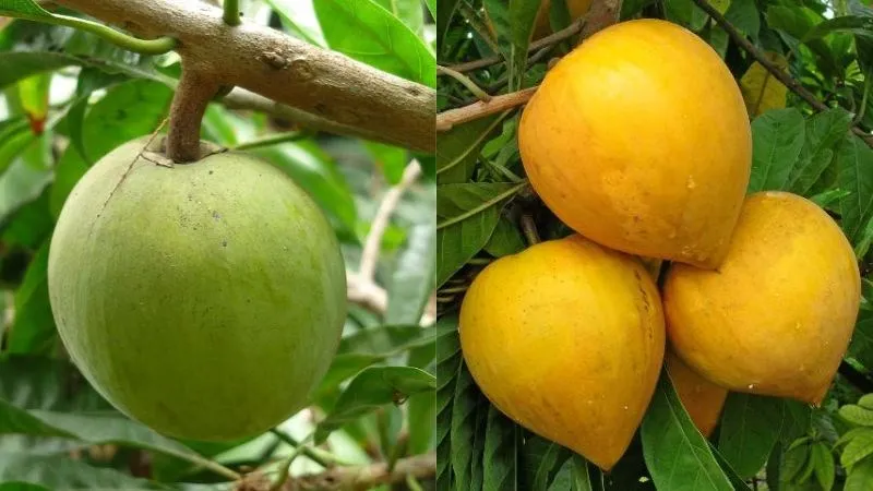 Quả lê ki ma non và chín với màu sắc khác biệt