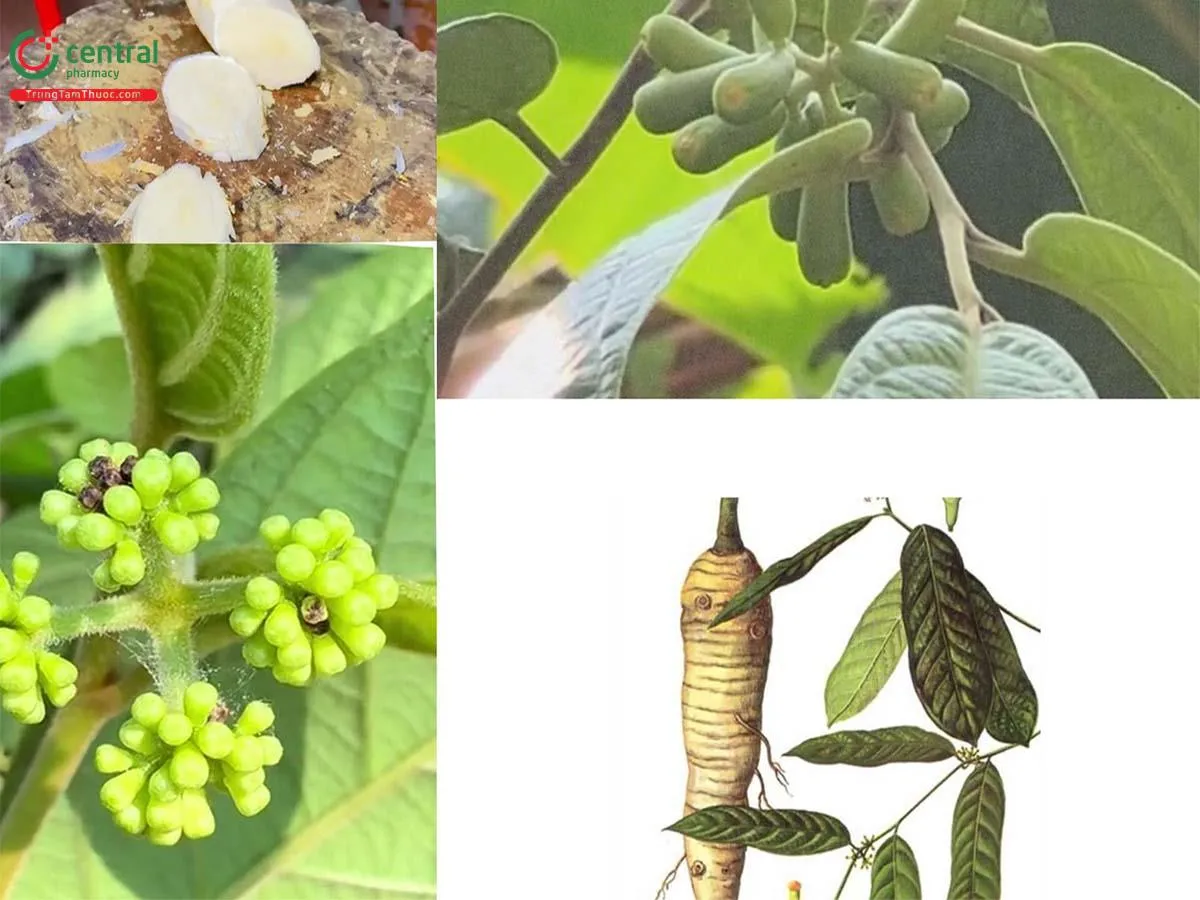 Toàn cảnh cây Sâm béo trắng