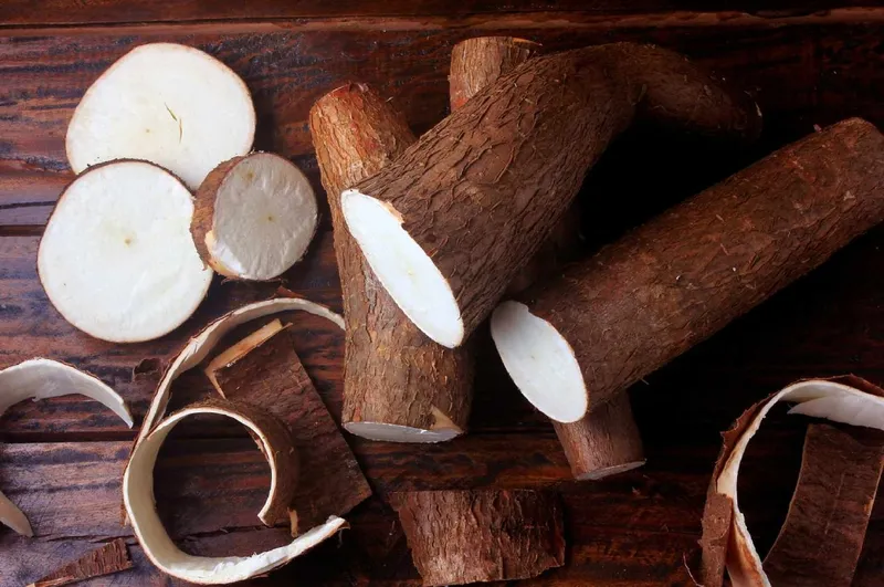 Củ sắn tươi vừa được thu hoạch, cho thấy rễ và thân