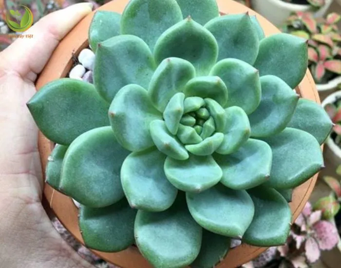 Cây Sen Đá Bánh Bao Xanh hợp mệnh Mộc
