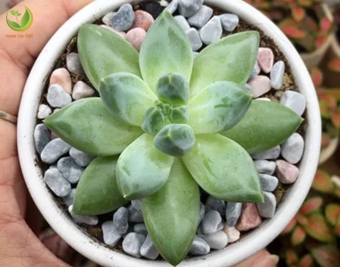 Cây Sen Đá Kim Cương trắng hợp mệnh Kim