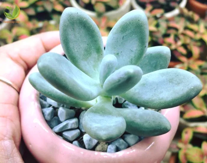 Mệnh Kim cũng hợp cây Sen Đá Sỏi trắng