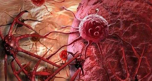 Các hợp chất chống oxy hóa trong súp lơ xanh giúp bảo vệ tế bào và ngăn ngừa ung thư
